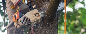 Best Tree Cabling and Bracing  in Oakhurst, OK
