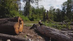 Best Commercial Tree Services  in Oakhurst, OK