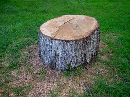 Best Stump Grinding and Removal  in Oakhurst, OK