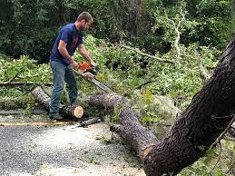 Best Hazardous Tree Removal  in Oakhurst, OK