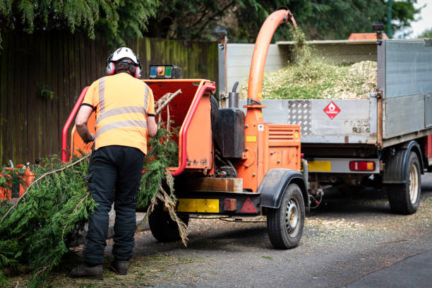 Trusted Oakhurst, OK Tree Services Experts