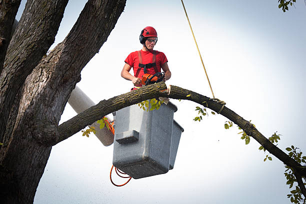Best Storm Damage Tree Cleanup  in Oakhurst, OK