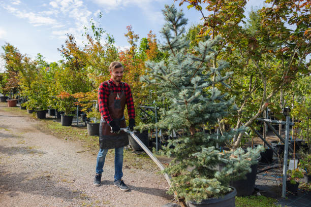 How Our Tree Care Process Works  in  Oakhurst, OK