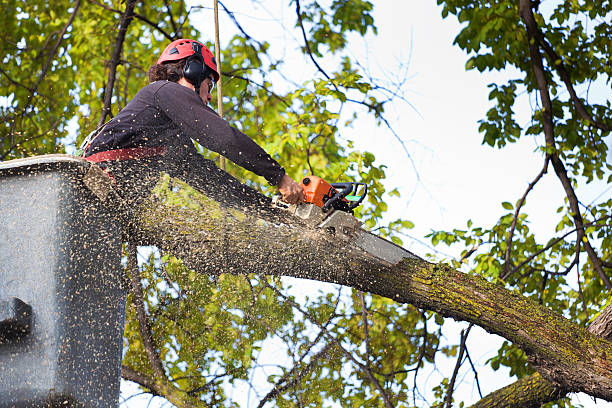 Best Firewood Processing and Delivery  in Oakhurst, OK