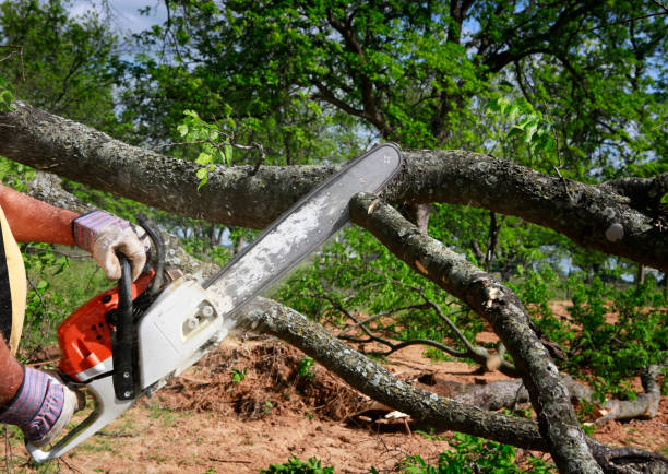 Reliable Oakhurst, OK Tree Services Solutions